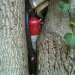 Photo of fire extinguisher in the crook of a tree.