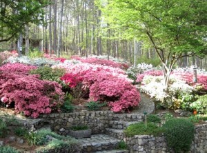 More than 2,000 azaleas have perished at a home in Rome during the drought. Credit: Rome News-Tribune