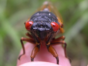 Photo of cicada face. Credit: Nancy Hinkle/UGA
