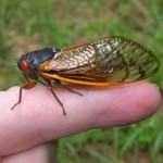Photo of cicada