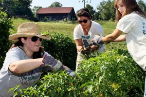 Students at Kennesaw State University work on crops at the school's sustainable farm, which provides foods consumed on campus and helped KSU win two awards for its sustainable cuisine. File/Credit: KSU