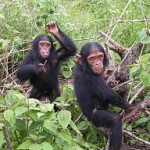 Chimpanzees are the closest evolutionary link to humans. (Photo D. Bruyere/Wiki Commons)