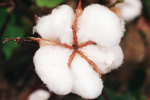 Cotton was America's first global commodity. Courtesy of The Atlanta Journal-Constitution