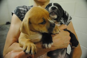 The DeKalb County Animal Services' shelter has a steady supply of puppies for those seeking a young companion animal. Credit: LifeLine Animal Project