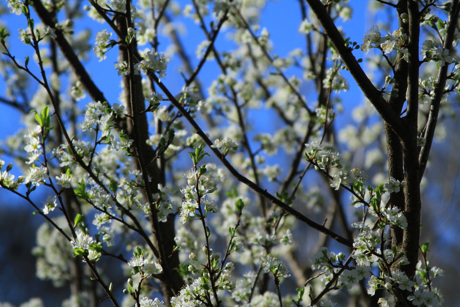 ATL_KUF_spring_2015-blossoming-tree