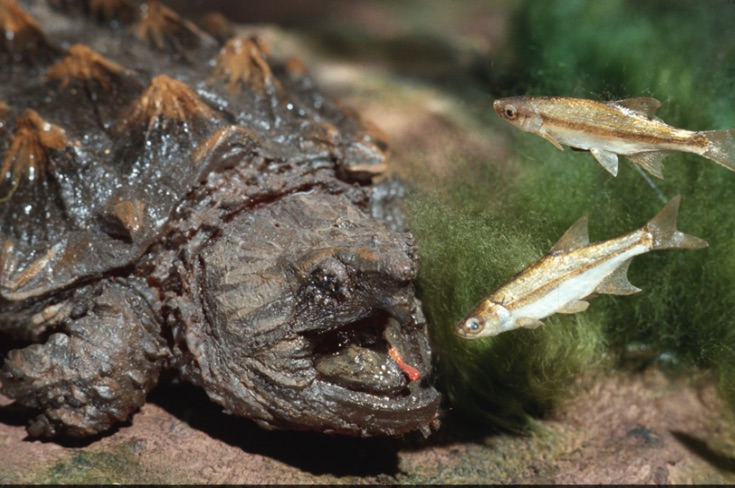 alligator snapping turtle tongue