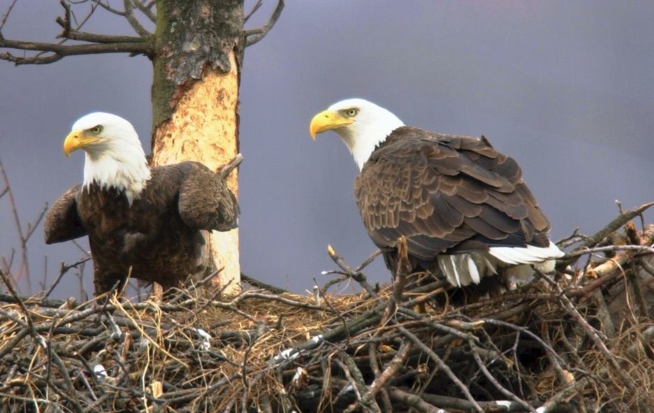 Bald eagles, nesting