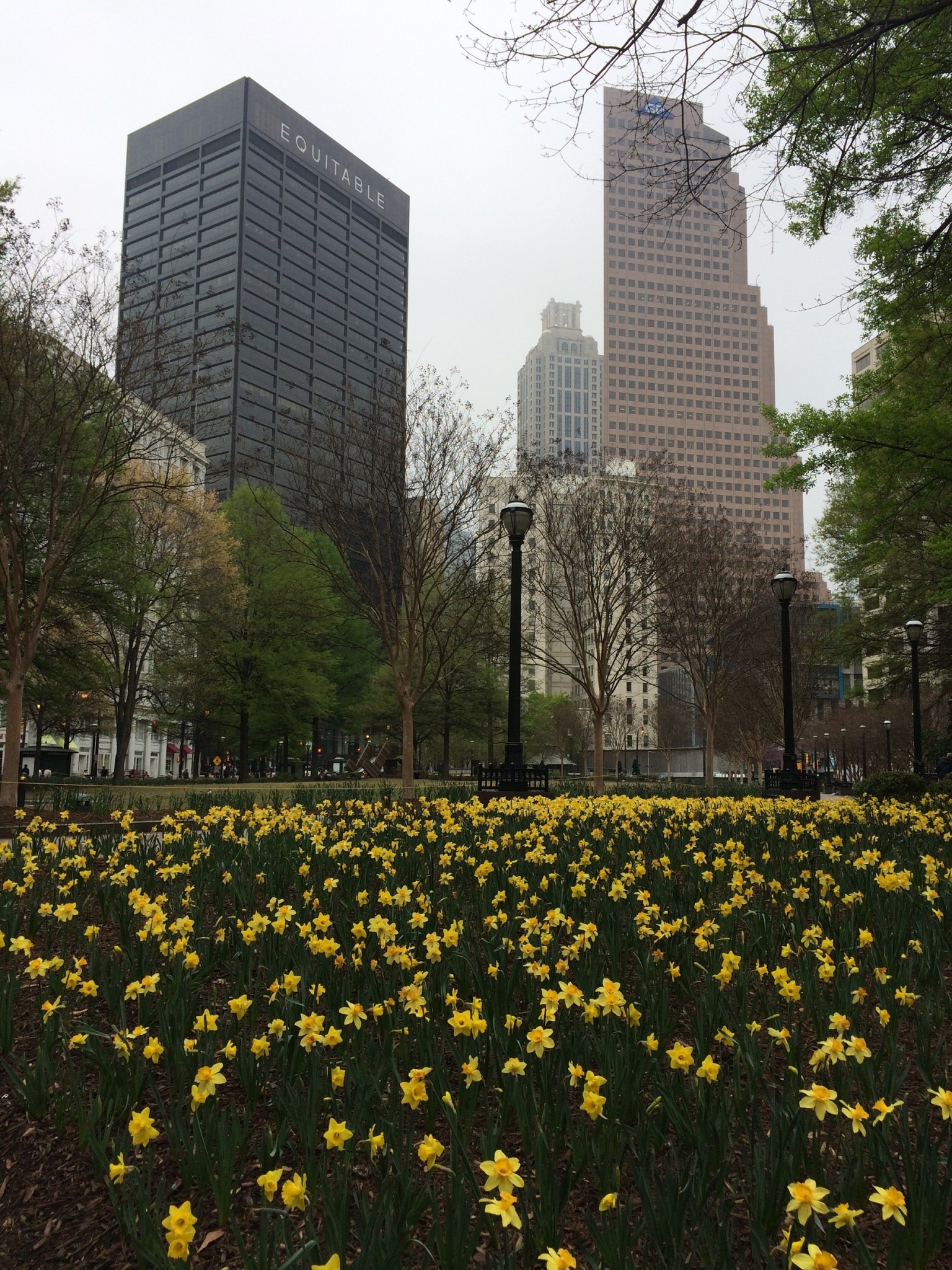 Daffodils in Downtown Atlanta by Odetta MacLeish-White