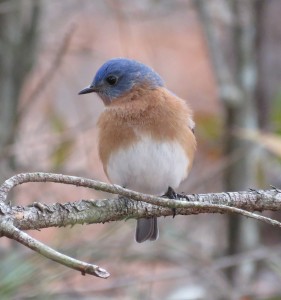 Eastern bluebird. Credit: James Zainaldin