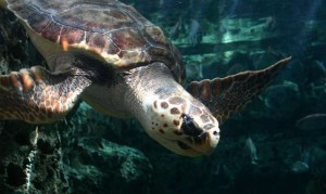 Loggerhead sea turtle, UGA