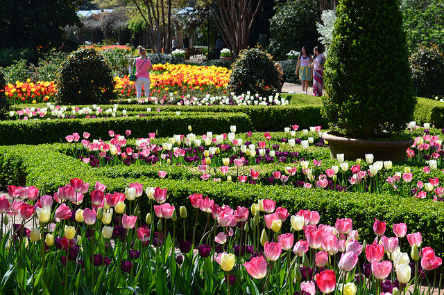 Tulips at the Botanical Garden by Lisa Panero