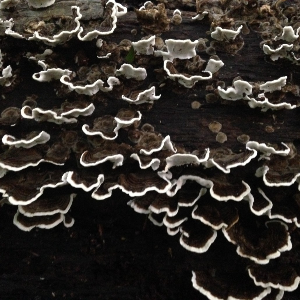 Humungous fungus among us by Kelly Jordan