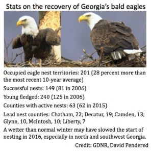 Bald eagle recovery