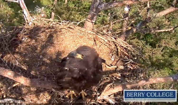 Berry College eagle cam, 2