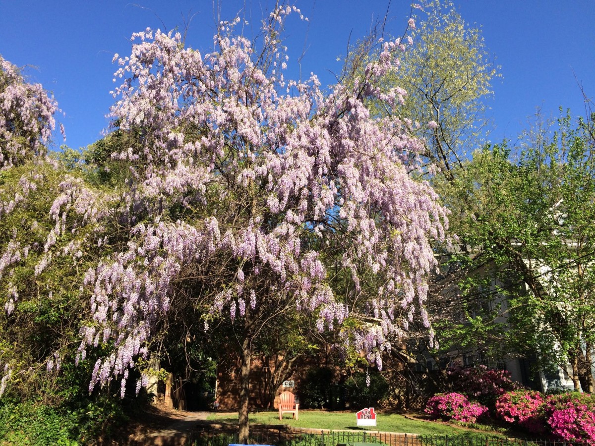 A wisteria garden along one of Midtown’s side streets.