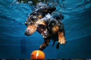 The determined look in the eyes shows shows the fate of the ball is all but certain. Credit: thedogfiles.com