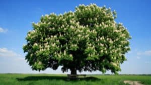 Georgia's stands of American chestnut trees have been beseiged by a fungal infection that cause their death. Credit: thetutuguru.com.au