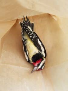 This hairy woodpecker died after colliding with a building in Atlanta. Credit: Adam Betuel