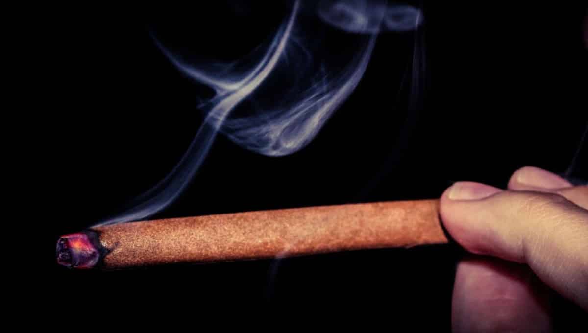 Tobacco-Free Blunt Wraps Are Popular Among Young Marijuana Smokers, Study  Finds