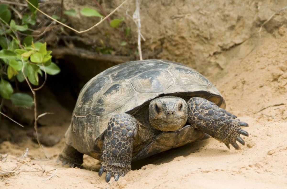 gopher tortoise, 3