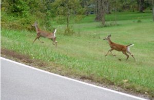 deer beside road