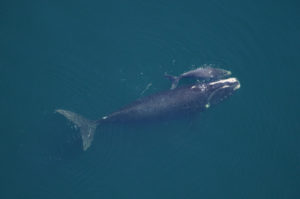 right whale and calf NOAA