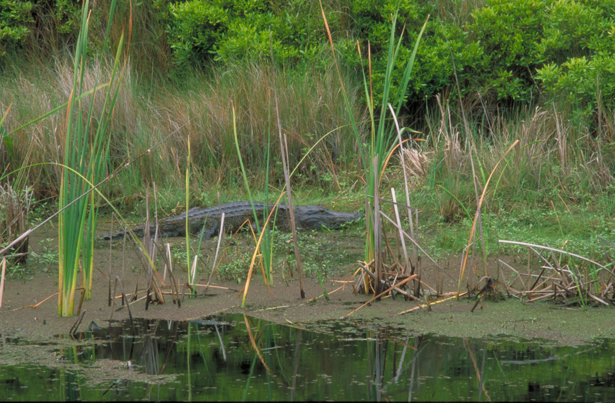 Alligator Cumberland Island
