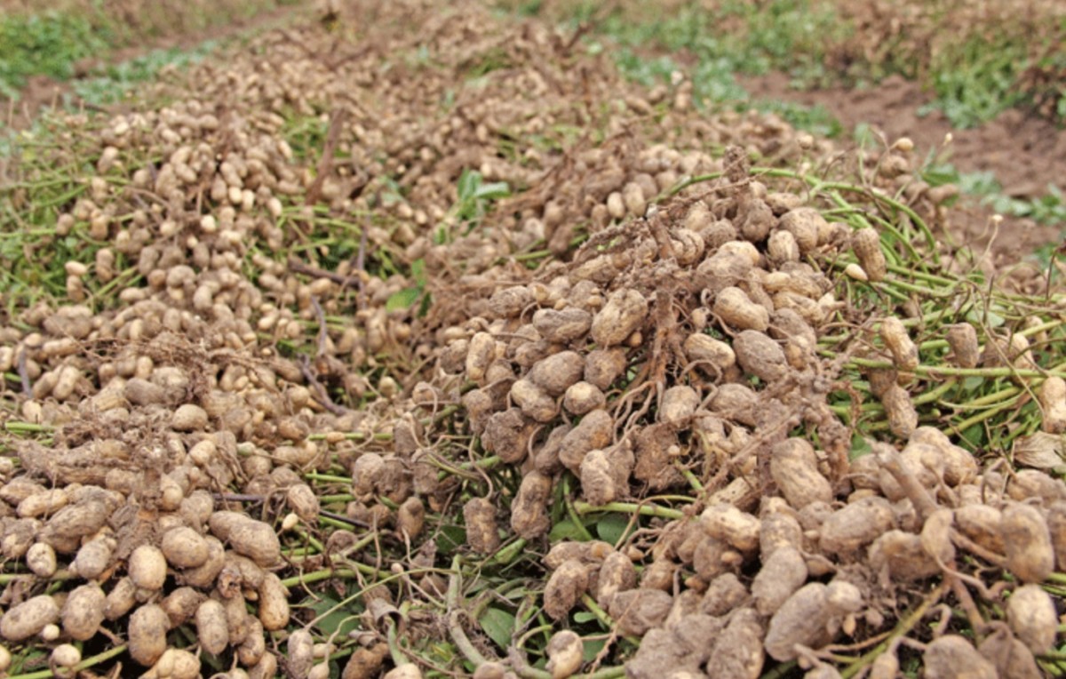 peanut farm