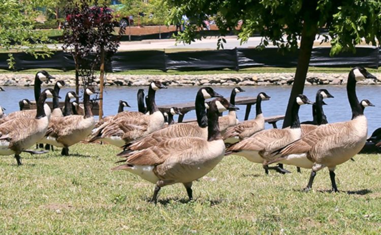 canada geese, flock