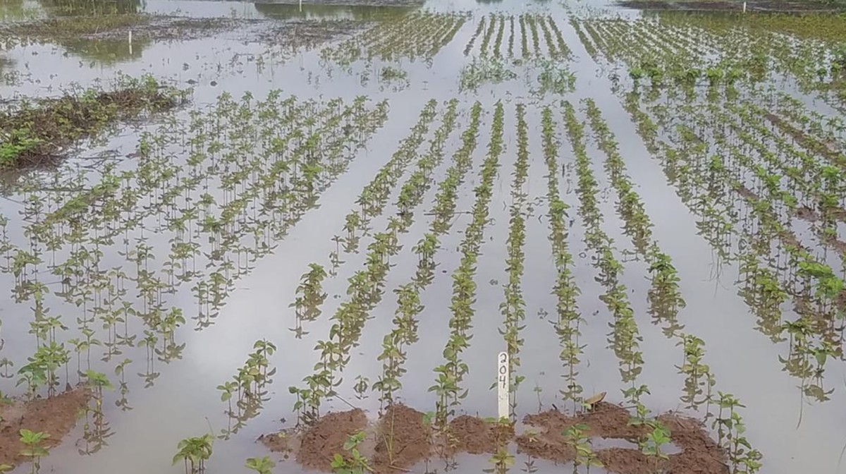 flooded farmland