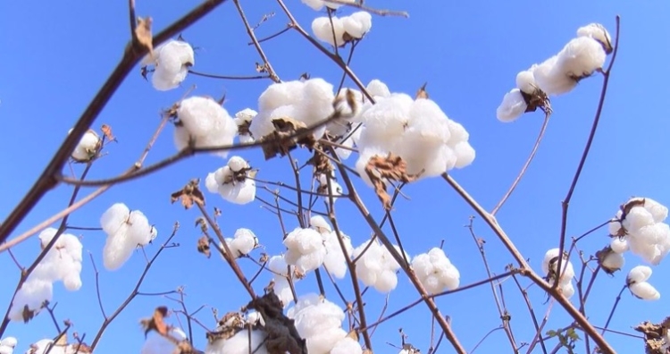 cotton on stalk
