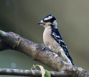 Female downy woodpecker. Credit: Luz Borrero