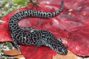 Ambystoma cingulatum, flatwoods salamander
