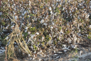 hurricane michael, cotton crop