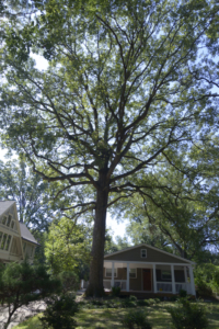 100+ year old tree on Arbor Ave not protected from new construction, Kolb