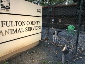 fulton county animal shelter