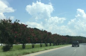 Roadside trees, georgia grown