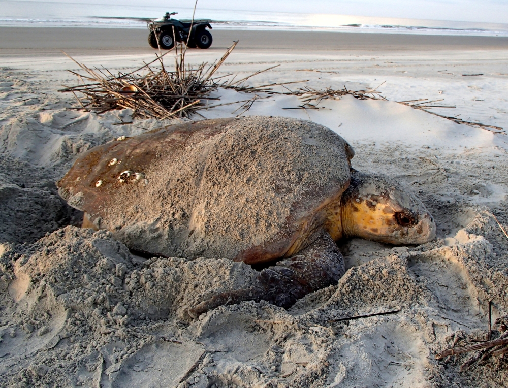 Sea turtles nest on Cumberland Island as environmentalists fight its