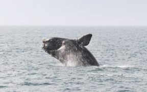 right whale, fisheries.noaa