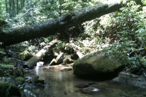 Appalachian creek