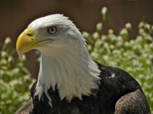 bald eagle headshot