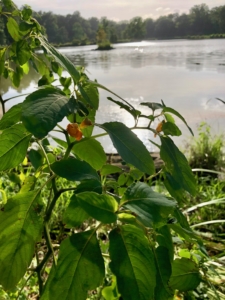 Pine Lake with native jewelweed in foreground