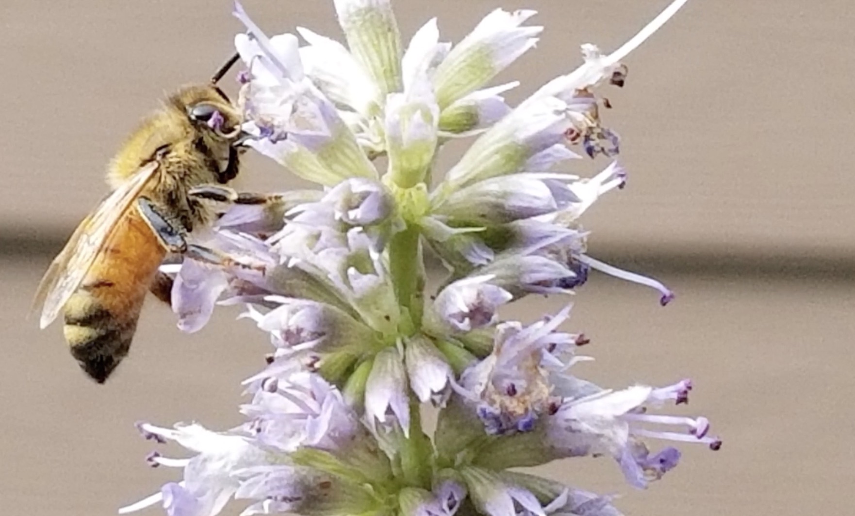 bee, pollination count
