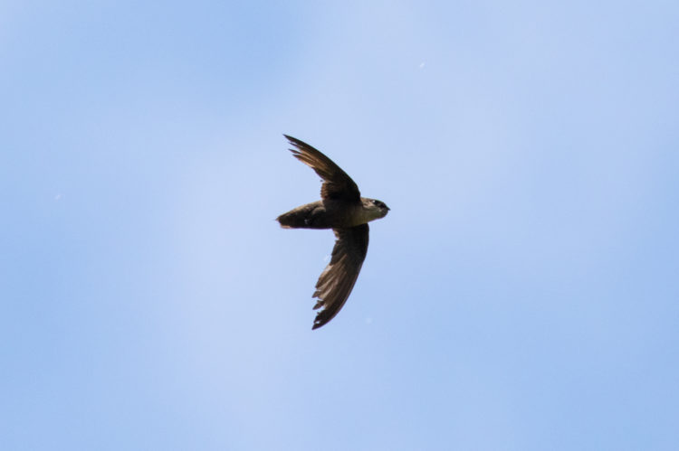 Chimney Swifts to have new home in Freedom Park - SaportaReport
