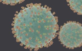 Coronavirus COVID-19 virus