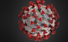 A closeup picture of the covid virus
