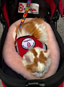 A cat wearing a vest from Happy Tails Pet Therapy
