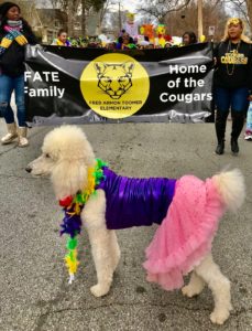 A poodle wearing clothes in a parade