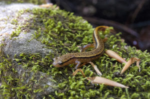 Fernbank salamander