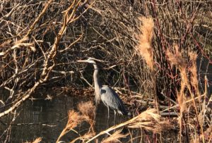 beaver dam, blue heron, candler park